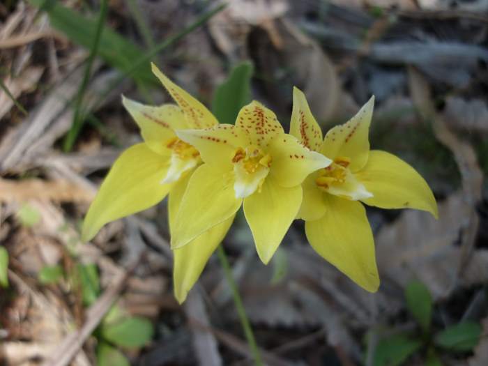 Caladenia flava - Cowslip Don-Shepherd-Nature-Walk-Baldivis-d019.JPG